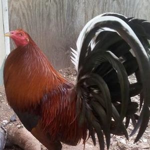 Meet your Posher, Jorge